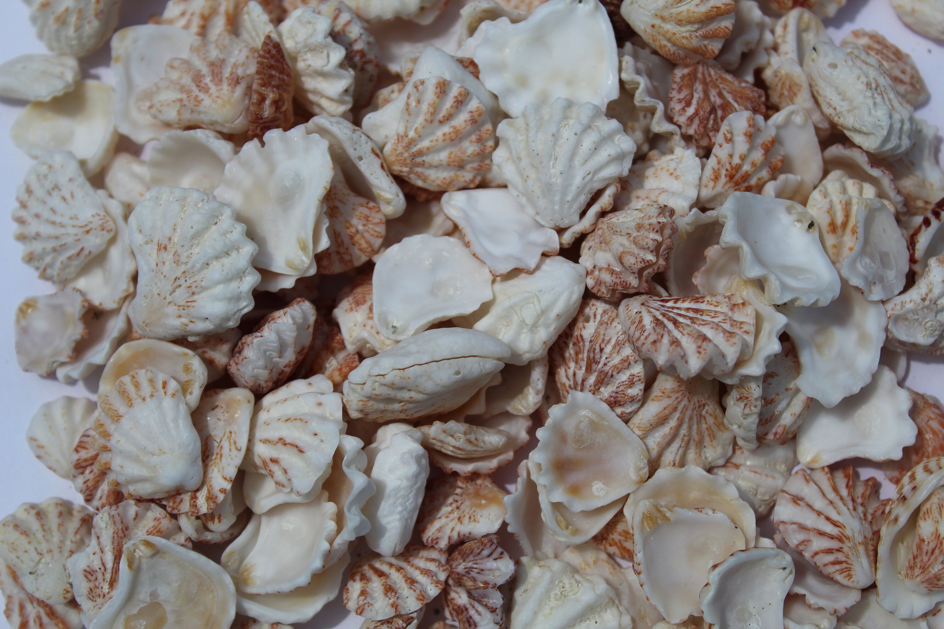 50 Cats Paw Seashells Kitten Paw Shells Cats Paw Shells - Etsy