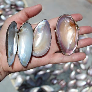 Mussel Shells, Freshwater Mussels, Mother of Pearl shells, Iridescent Shells, Shell Pairs, Natural Shells, Gulf Coast Shells