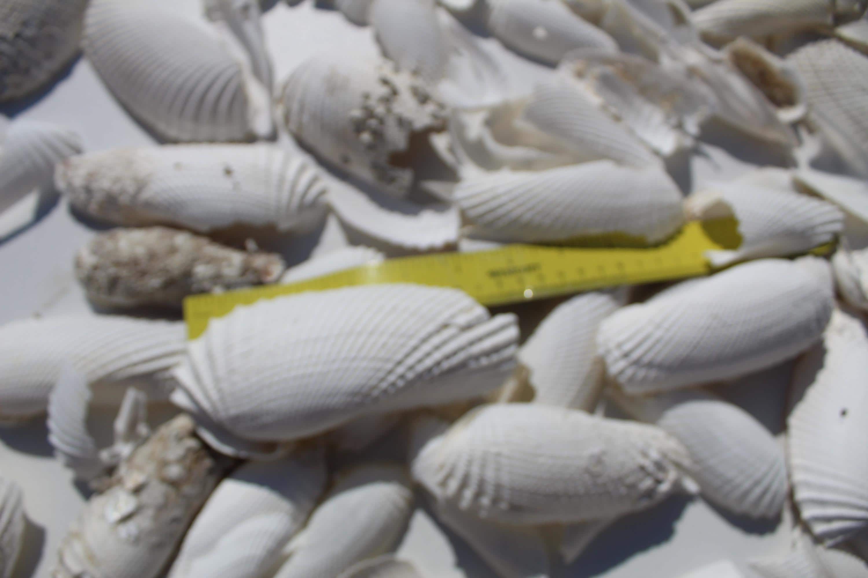 Angel Wings, Broken Shells, Craft Shells, Florida Sea Shells, Kice ...