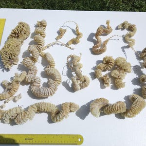May include: A collection of beige, spiraled, dried plant tendrils arranged on a white surface, accompanied by a yellow 12-inch ruler on the left and a yellow 12-inch ruler at the bottom, showing the varying lengths and textures of the organic material.
