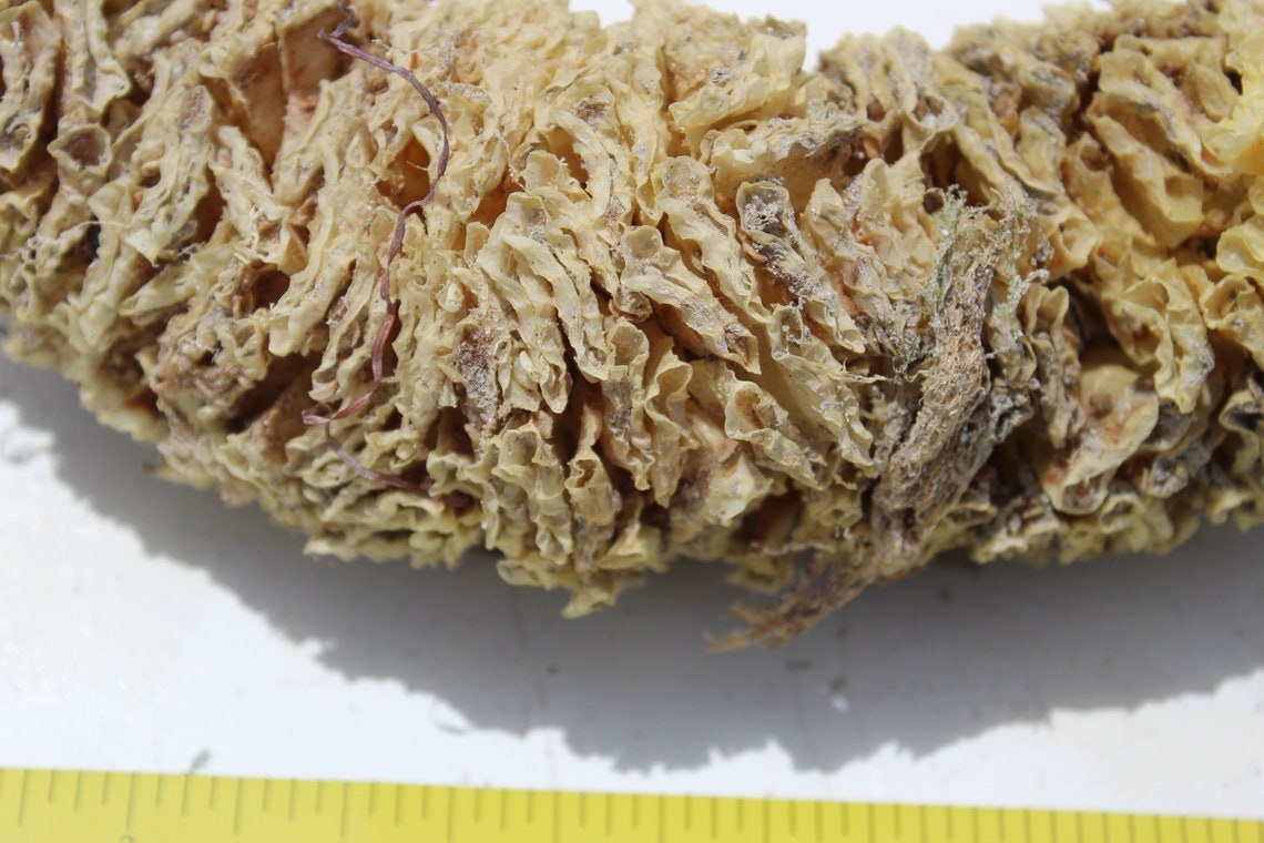 Horse Conch Case Spiral Egg Case Sea Shell Case Cayo Costa Etsy