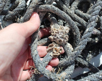 Authentic Used Fishing Rope - Barnacle Fishing Rope -  Recycled Reclaimed Rope - Sanibel Fishing Rope -Decorative Nautical - Tarpon Bay