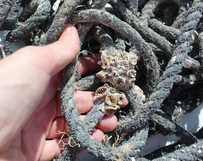 Barnacle Rope Authentic Used Fishing Rope - Barnacle Fishing Rope - Recycled ...