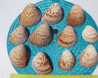 Large Cockle Shells, 11 medium cockle shells, 2.75-3.0 inches, Sanibel Island, Gulf Coast Shells