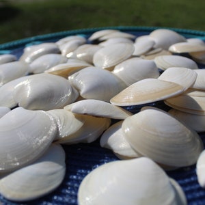 Dosinia Clam Shell, White Shells, Florida Gulf Coast, White, Textured Seashells, Beach Decor, Wedding image 7