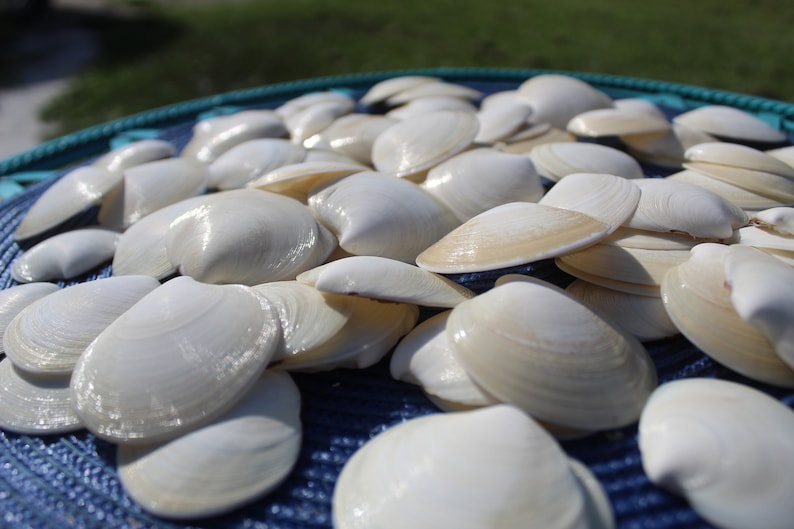 Dosinia Clam Shell, White Shells, Florida Gulf Coast, White, Textured Seashells, Beach Decor, Wedding image 7