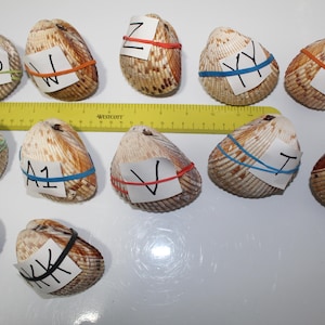 Medium Heart Cockle, Hinged Heart Pair, Cockle Heart Pairs, Heart Cockle, Matched Cockle Shell, Sea Shells, Whole Cockle