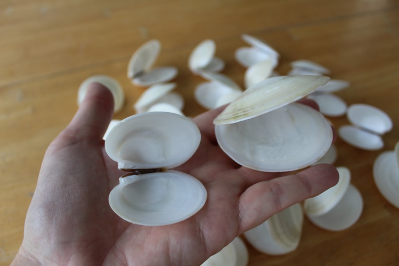 Dosinia Clam Shell, White Shells, Florida Gulf Coast, White, Textured ...
