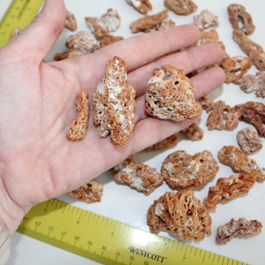 Sanibel Island Worm Rocks, Holey Sea Shells, Coastal Decor - Etsy