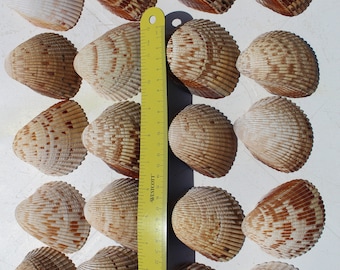 Large Cockle Shells, 20 medium cockle shells, 2.5-3.0 inches, Sanibel Island, Gulf Coast Shells