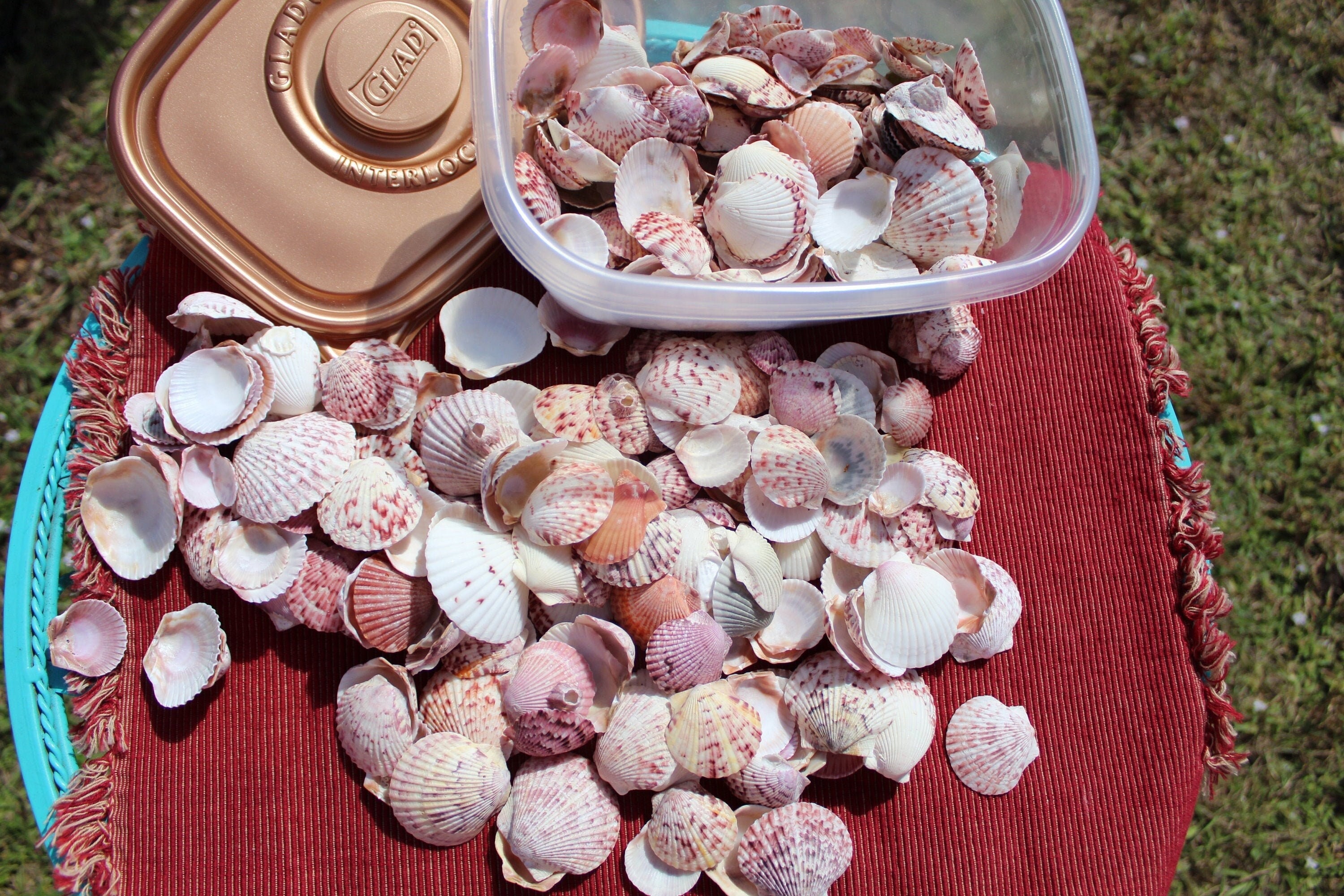 25 Scallops, Fushia Scallop Shells, Sanibel Scallops, Purple Shells, Gulf Coast Shells, Florida Scallops