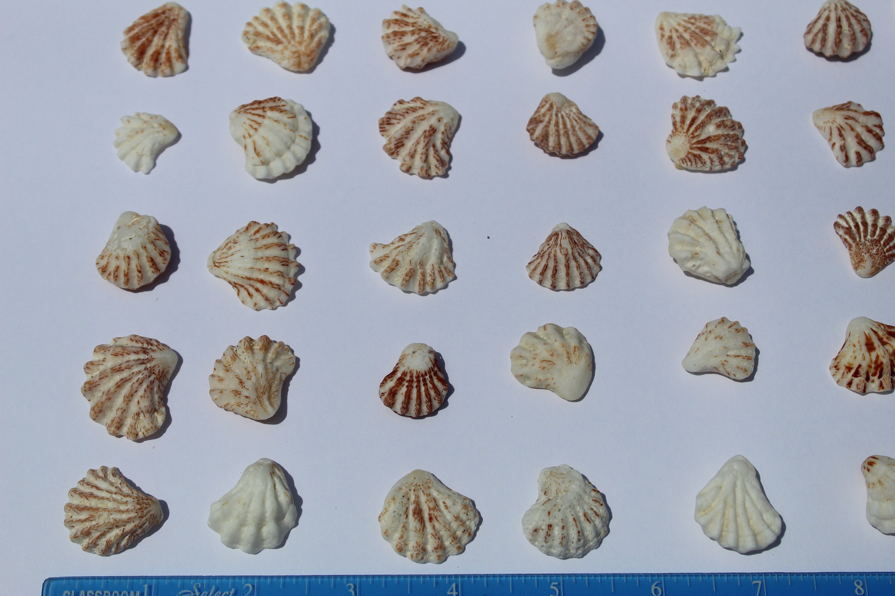 50 Cats Paw Seashells Kitten Paw Shells Cats Paw Shells - Etsy