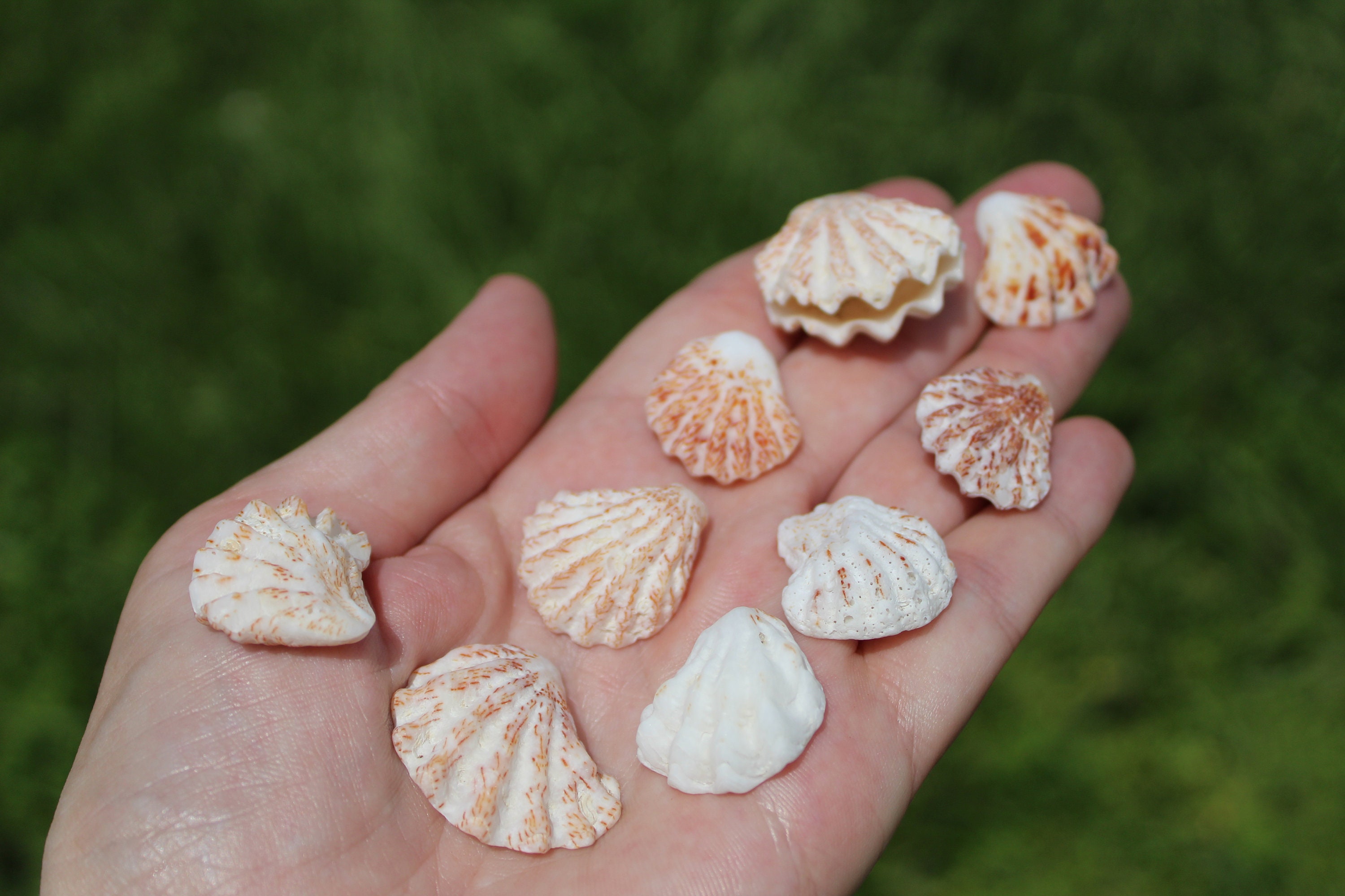 50 Cats Paw Seashells, Kitten Paw Shells, Cats Paw Shells, Sanibel Sea