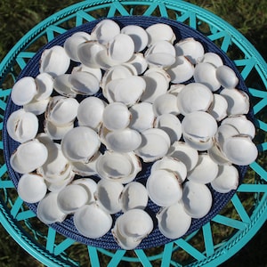 Dosinia Clam Shell, White Shells, Florida Gulf Coast, White, Textured Seashells, Beach Decor, Wedding image 4