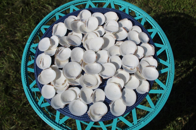 Dosinia Clam Shell, White Shells, Florida Gulf Coast, White, Textured Seashells, Beach Decor, Wedding image 4