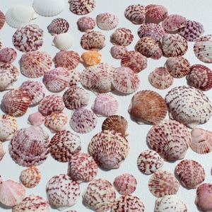 25 Sanibel Scallop Shells, Fushia Purple Coastal Decor