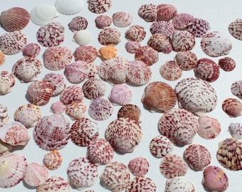25 Sanibel Scallop Shells, Fushia Purple Coastal Decor