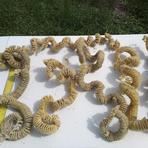 May include: Several long, beige, spiral-shaped dried plant structures with a textured, ribbed appearance. A yellow ruler is positioned along the left side, showing the longest piece measures approximately 12 inches in total length.