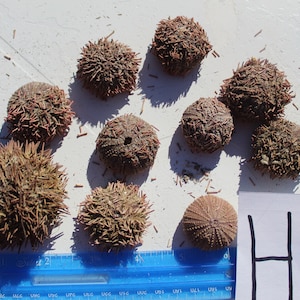 10 Sanibel Sea Urchins, Purple Sea Urchins, Florida Sea Urchin, Beach Urchins, Urchin spines