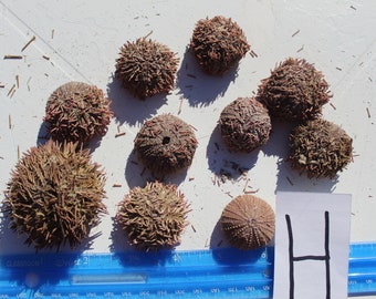 10 Sanibel Sea Urchins, Purple Sea Urchins, Florida Sea Urchin, Beach Urchins, Urchin spines