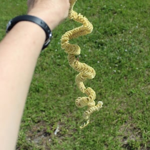 Whelk Egg Case, Spiral Egg Case, Sea Shell Case, Sanibel, Egg Casing image 4