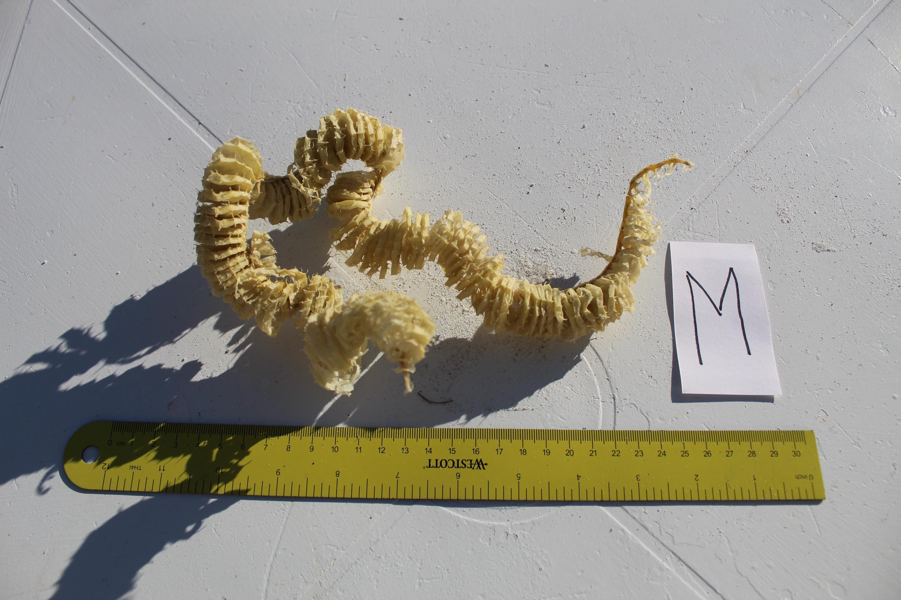 Whelk Egg Case, Spiral Egg Case, Sea Shell Case, Keewaydin, Egg