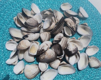 Ponderous Ark Seashells, Keewaydin Sea Shells, Gulf Coast Shells, Black and White Shells, Florida Shells