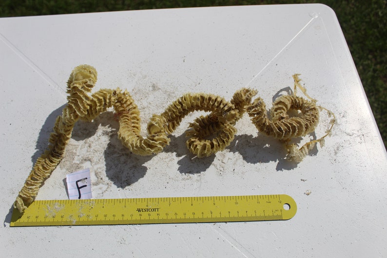 Whelk Egg Case, Spiral Egg Case, Sea Shell Case, Sanibel, Egg Casing image 5