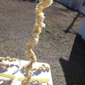 May include: A close-up of a long, spiraling, beige loofah, with a textured, fibrous appearance. Several other loofah pieces are arranged on a white surface, with a yellow ruler for scale. The loofah is a natural product.