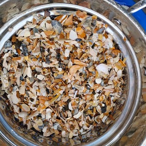 Naturliga krossade snäckor, Virginia Beach-hantverkssnäckor, hartskonst, vasfyllning