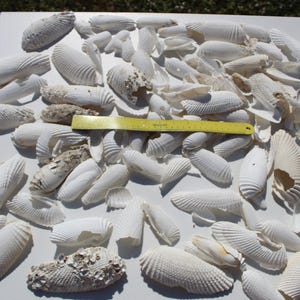 May include: A collection of white seashells of various shapes and sizes, including fan-shaped and elongated varieties. A yellow ruler is placed among the shells, providing a size reference. The shells are arranged on a white surface.