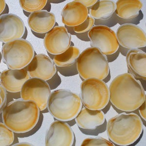 Puede incluir: Una colección de pequeñas conchas marinas de color crema con acentos amarillo-anaranjados. Las conchas están dispersas sobre una superficie blanca, mostrando sus texturas y formas naturales. Ideal para manualidades o decoración con temática de playa.