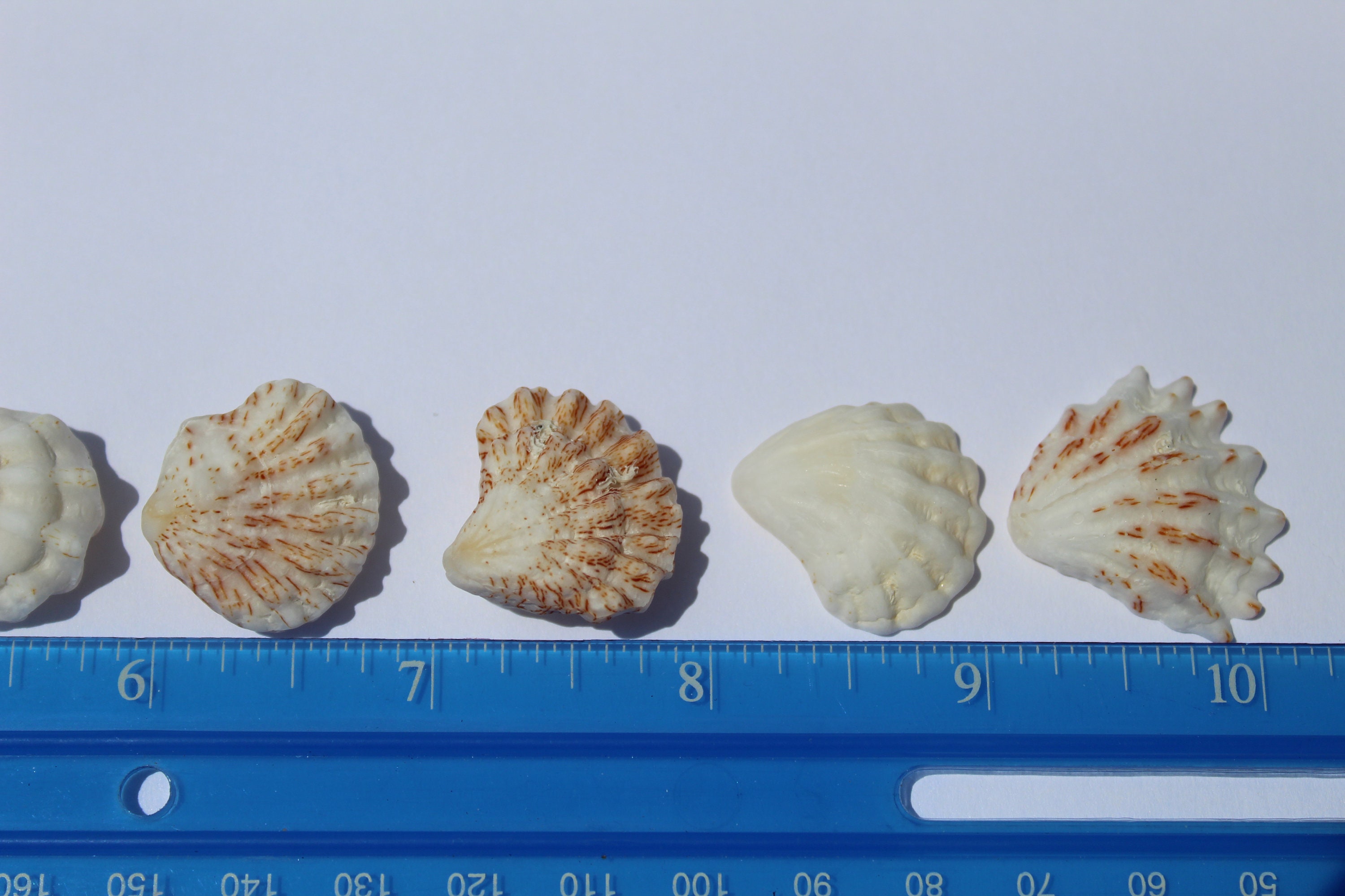 50 Cats Paw Seashells Kitten Paw Shells Cats Paw Shells - Etsy