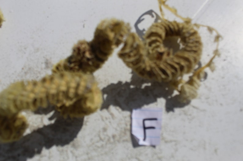 Whelk Egg Case, Spiral Egg Case, Sea Shell Case, Sanibel, Egg Casing image 3