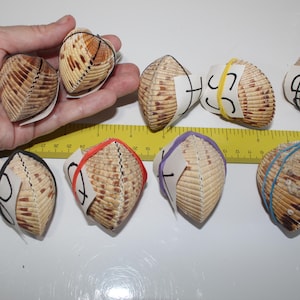 Small Heart Cockle, Hinged Heart Pair, Cockle Heart Pairs, Heart Cockle, Matched Cockle Shell, Sea Shells, Whole Cockle
