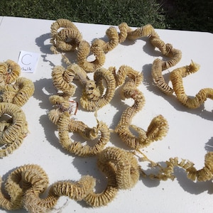 May include: A collection of light tan, spiral-shaped whelk egg casings arranged on a white surface. A yellow ruler is positioned on the left side, showing the length of the smaller casing is approximately 6 inches. A small white tag reads C Whelk.