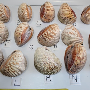 Giant Cockle, Hinged Heart Pair, Cockle Heart Pairs, Heart Cockle, Matched Cockle Shell, Sea Shells, Whole Cockle