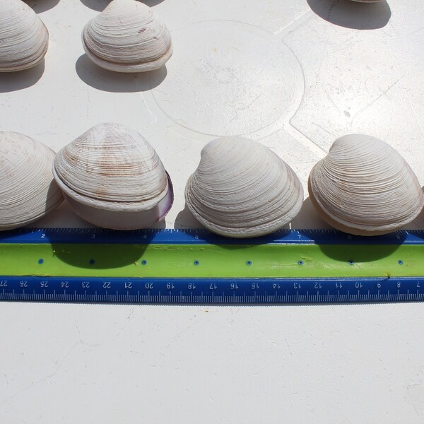 Quahog Shells, Brown Clam Shells, Matched Clam Shells, Hard Shell Clams, Beach Decor, Beige Shells, Sanibel Shells