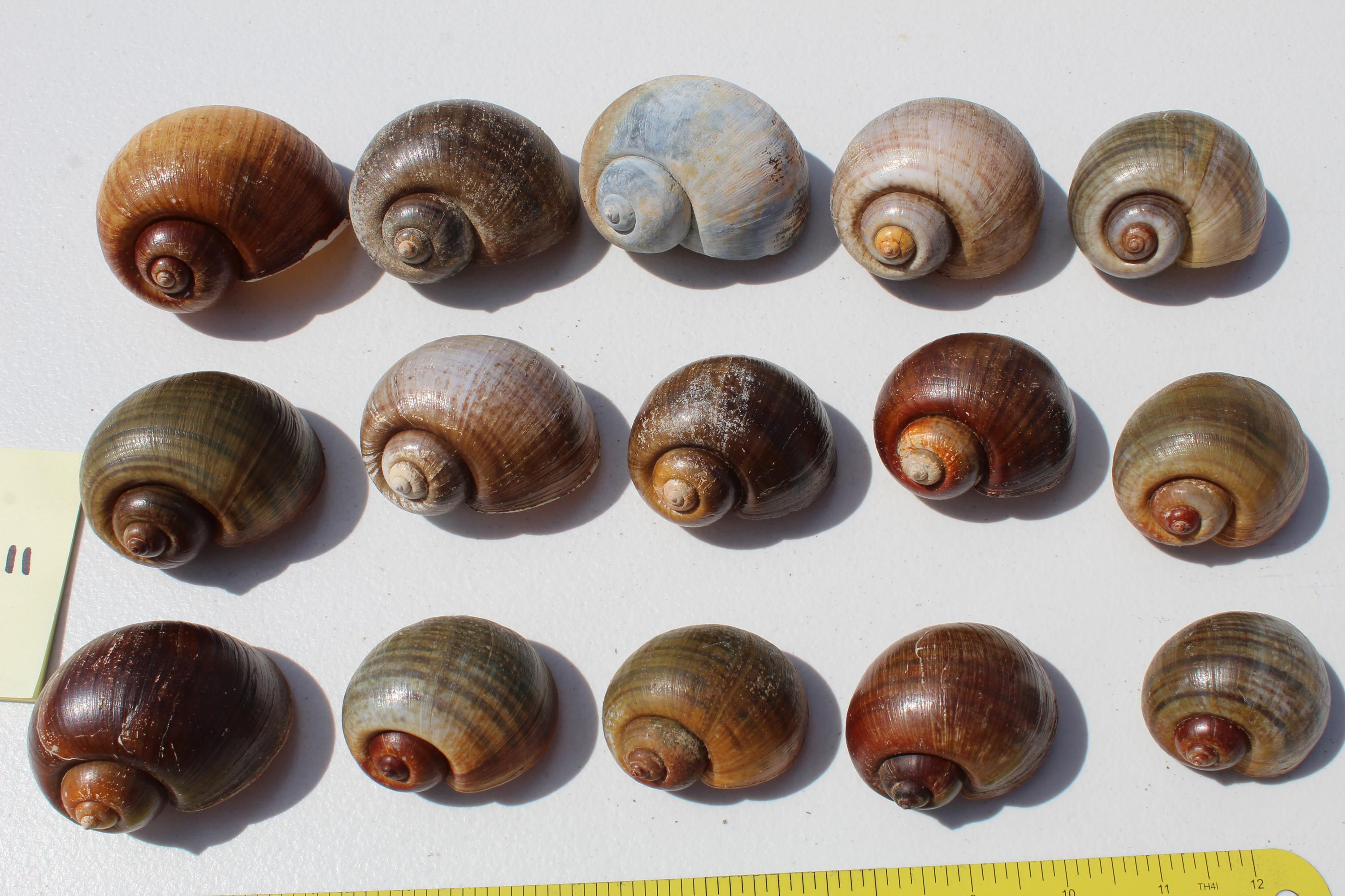 Medium - Large Apple Shells, Florida Sea Shells, 1 3/8-2" inches wide, Hermit Crab Shells, Tan Brown Shells