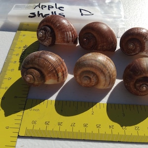 May include: Six apple snail shells in varying shades of brown and tan are displayed. The shells are arranged on a white surface next to a yellow ruler. The text "Apple Shells" is visible in the background.