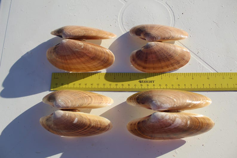 Venus Shell Florida Sunray Venus Clam Shell Pairs, Gulf Coast Seashells, 3.5 Inch ...