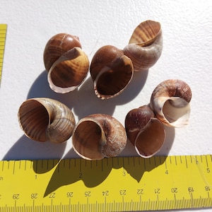May include: Six brown and tan snail shells are arranged on a white surface next to a yellow ruler. The shells vary in size and shape, with visible spiral patterns. The ruler measures in inches.