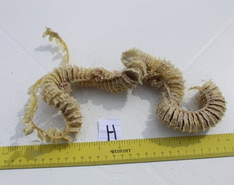 Whelk Egg Case, Spiral Egg Case, Sea Shell Case, Sanibel, Egg Casing