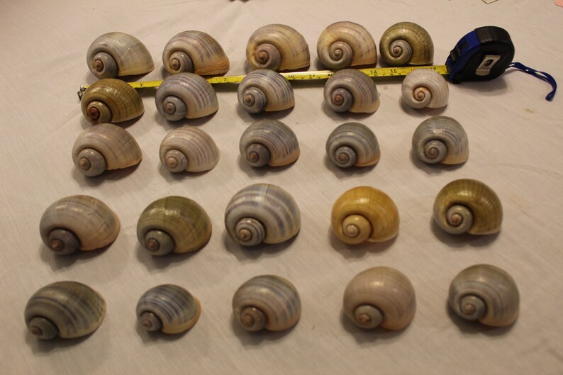 Large Apple Snail Shells 25 Apple Snail Shells Decorative Etsy