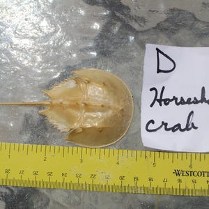 Horseshoe Crab Carapace, Horseshoe Crab, Molt of Horseshoe crab, Bunche Beach