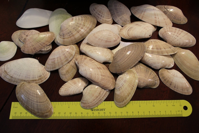 May include: A collection of 20+ beige and white clam shells of various sizes. The shells are arranged on a brown wooden surface with a yellow ruler measuring 12 inches.