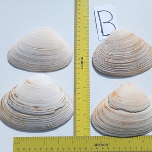 Könnte beinhalten: Vier Muschelschalen in Creme- und Beigetönen. Sie sind auf einer weißen Oberfläche mit einem gelben Lineal zur Maßstabsbestimmung angeordnet. Die Schalen haben eine geriffelte Textur. Ein handgeschriebener Buchstabe "B" befindet sich im Hintergrund.