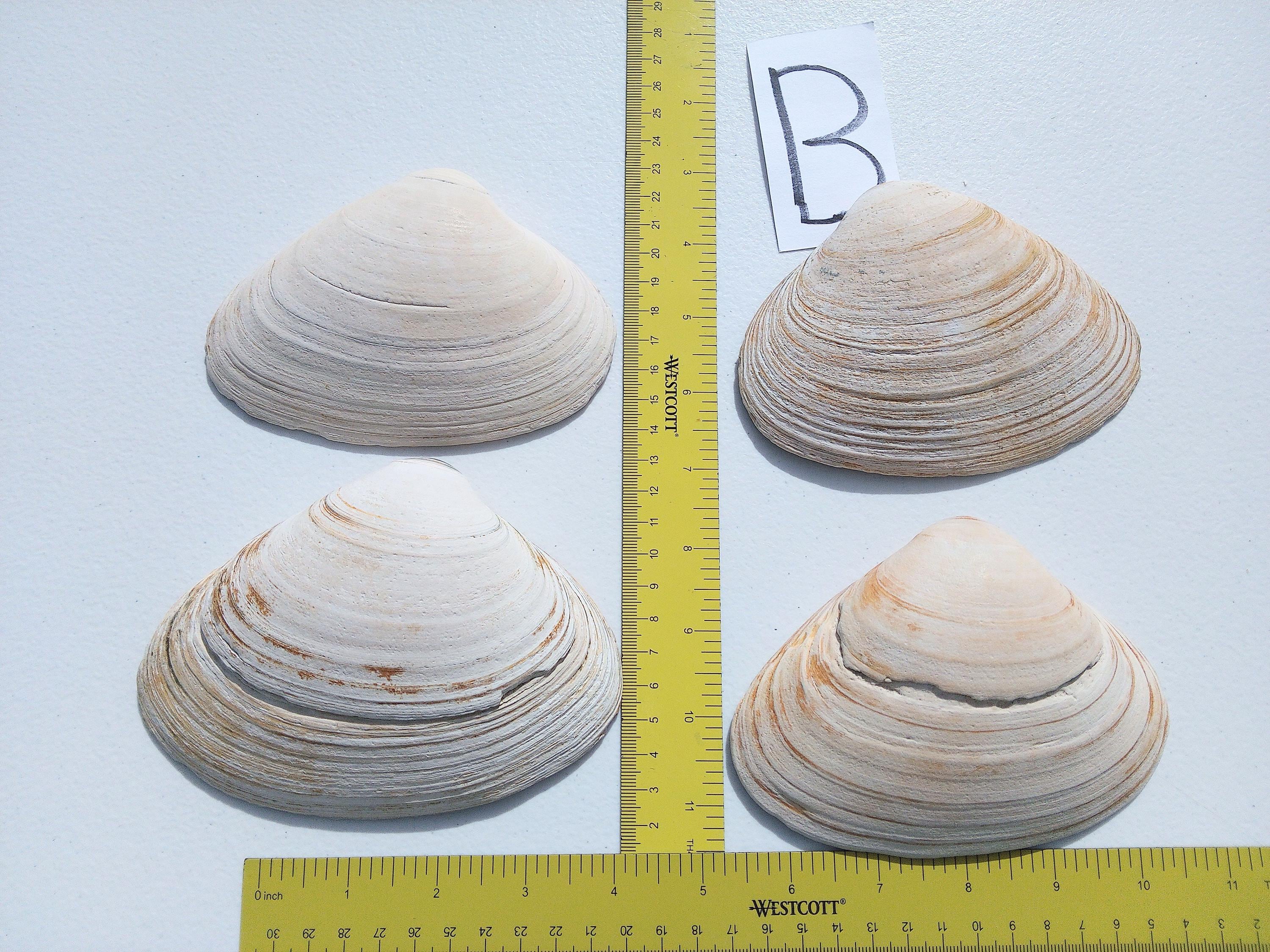 Jumbo Clam Shells 5”, Set of 4 Atlantic Clams, Clean Bulk Decoupage ...
