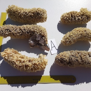May include: A collection of beige, textured sea sponges, some with a curved shape, arranged on a white surface. A yellow ruler is placed next to the sponges for scale. A small white card with the letter "A" is also present.
