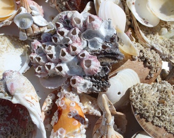 Natural Barnacle Clusters Gulf Coast Shells-Ocean Life Coastal Beach Decor Crafts Seashells